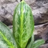 Kép 2/6 - Aglaonema 'Emerald Stone'