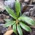 Kép 3/6 - Aglaonema 'Emerald Stone'