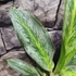 Kép 5/6 - Aglaonema 'Emerald Stone'
