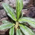 Kép 1/6 - Aglaonema 'Emerald Stone'