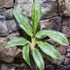 Kép 6/6 - Aglaonema 'Emerald Stone'