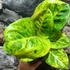 Kép 2/7 - Aglaonema 'Apple Green'