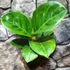 Kép 3/7 - Aglaonema 'Apple Green'