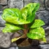 Kép 4/7 - Aglaonema 'Apple Green'
