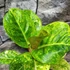 Kép 6/7 - Aglaonema 'Apple Green'
