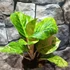 Kép 7/7 - Aglaonema 'Apple Green'