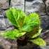 Kép 1/7 - Aglaonema 'Apple Green'