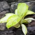 Kép 2/8 - Aglaonema 'Arctic Lime'