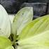 Kép 4/8 - Aglaonema 'Arctic Lime'