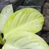 Kép 5/8 - Aglaonema 'Arctic Lime'