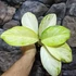 Kép 6/8 - Aglaonema 'Arctic Lime'