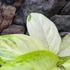Kép 7/8 - Aglaonema 'Arctic Lime'