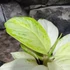 Kép 8/8 - Aglaonema 'Arctic Lime'