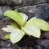 Kép 1/8 - Aglaonema 'Arctic Lime'