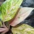 Kép 3/8 - Aglaonema 'Peach Pearl'