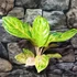 Kép 1/8 - Aglaonema 'Peach Pearl'