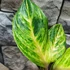 Kép 5/8 - Aglaonema 'Peach Pearl'