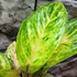 Kép 6/8 - Aglaonema 'Peach Pearl'