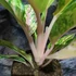 Kép 7/8 - Aglaonema 'Peach Pearl'