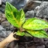 Kép 8/8 - Aglaonema 'Peach Pearl'