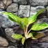 Kép 4/8 - Aglaonema 'Peach Pearl'