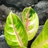 Kép 3/7 - Aglaonema 'Rose Parakeet'