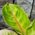 Kép 4/7 - Aglaonema 'Rose Parakeet'