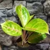 Kép 2/7 - Aglaonema 'Rose Parakeet'