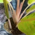 Kép 5/7 - Aglaonema 'Rose Parakeet'