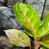 Kép 6/7 - Aglaonema 'Rose Parakeet'