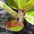 Kép 7/7 - Aglaonema 'Rose Parakeet'