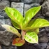Kép 1/7 - Aglaonema 'Rose Parakeet'