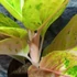 Kép 4/9 - Aglaonema 'Apple Fantasy'