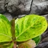 Kép 3/9 - Aglaonema 'Apple Fantasy'