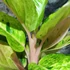 Kép 6/9 - Aglaonema 'Apple Fantasy'