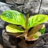 Kép 7/9 - Aglaonema 'Apple Fantasy'