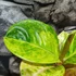 Kép 2/9 - Aglaonema 'Apple Fantasy'