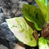 Kép 8/9 - Aglaonema 'Apple Fantasy'