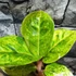 Kép 9/9 - Aglaonema 'Apple Fantasy'