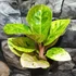Kép 1/9 - Aglaonema 'Apple Fantasy'