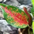 Kép 3/9 - Aglaonema 'Chili Red'
