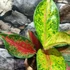 Kép 5/9 - Aglaonema 'Chili Red'