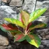 Kép 1/9 - Aglaonema 'Chili Red'