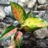 Kép 6/9 - Aglaonema 'Chili Red'