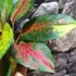 Kép 7/9 - Aglaonema 'Chili Red'