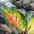 Kép 8/9 - Aglaonema 'Chili Red'