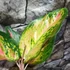 Kép 9/9 - Aglaonema 'Chili Red'