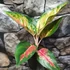 Kép 2/9 - Aglaonema 'Chili Red'