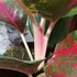 Kép 4/8 - Aglaonema 'Red Sprinkles'