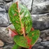 Kép 1/8 - Aglaonema 'Red Sprinkles'